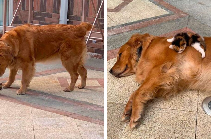  Dad takes his dog to an abandoned kitten on the street, who insists on adopting her