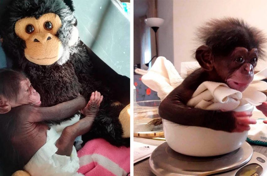  Baby chimpanzee hugs toy monkey until he finds his mother