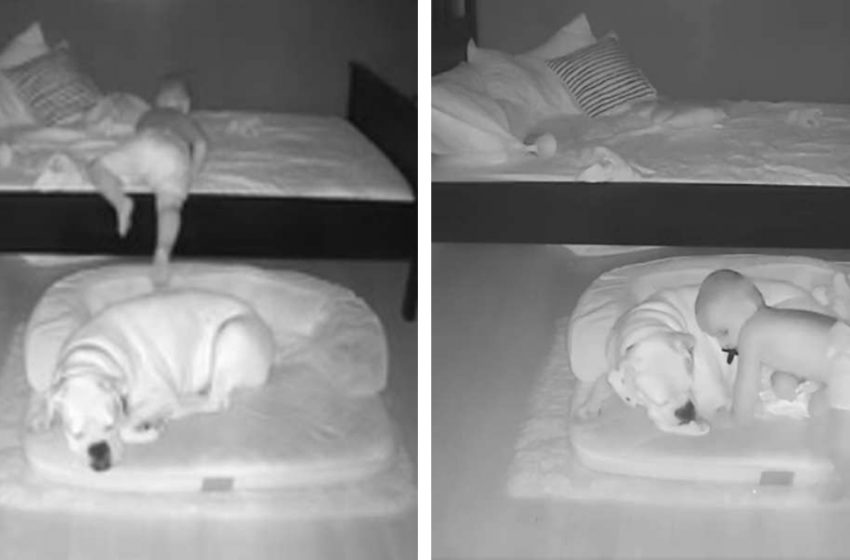  The camera captured the little boy as he climbs out of bed to sleep with his dog