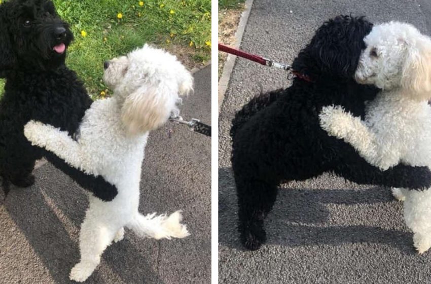  In the street, two dogs, a sister, and a brother collide with each other and immediately recognize each other