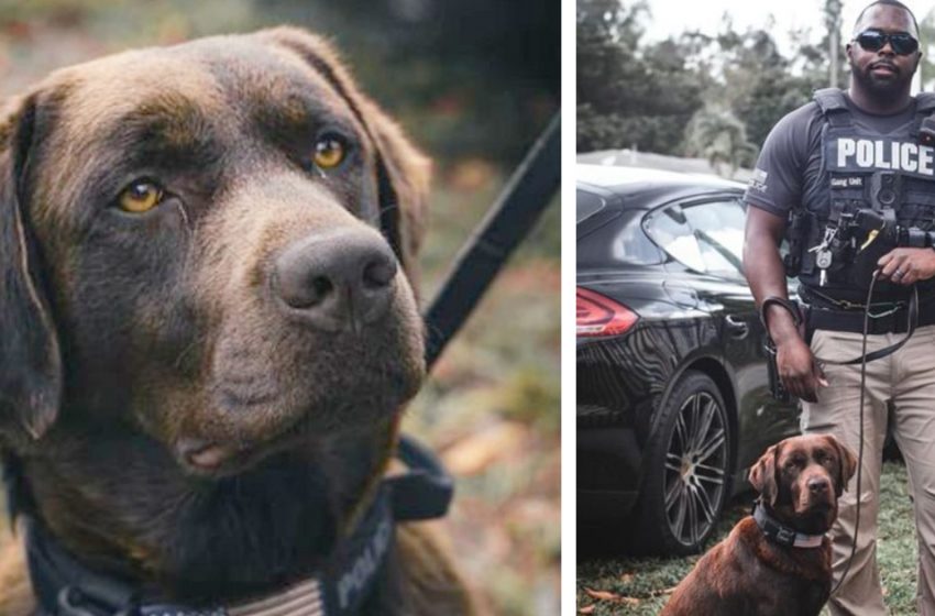  Labrador evacuated from Ukraine finds new life in the US as a police officer