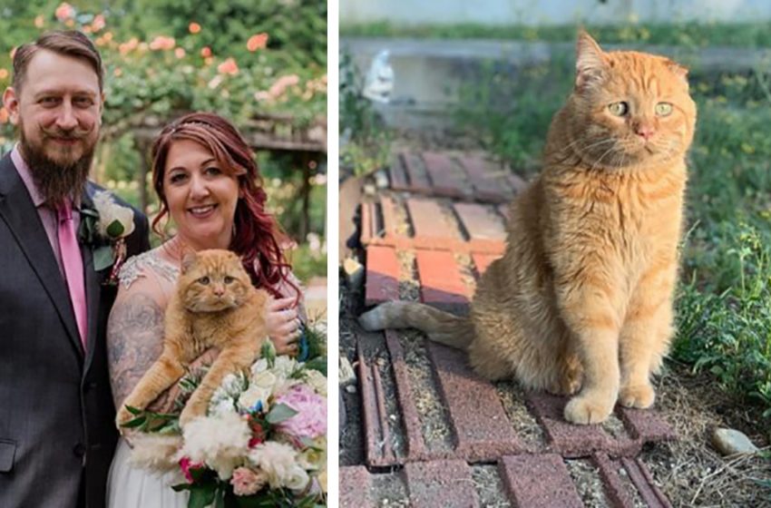  The cat was saved from euthanasia and within an hour was transformed in his new home