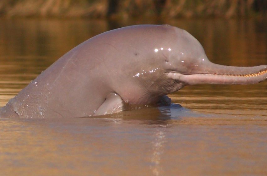  Meet the rare and endangered Indus river blind dolphins