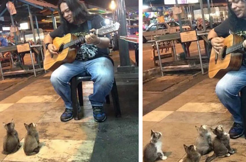  The musician was about to leave when these loving kittens came over to show their support