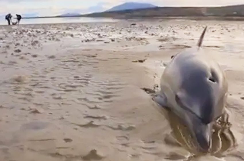  Surfers carry a family of stranded dolphins back into the ocean in a delicate rescue operation