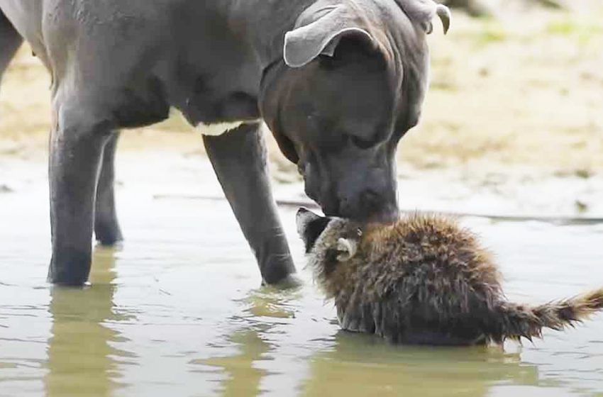  Mommy dog teaches her rescued raccoon how to survive in the wild