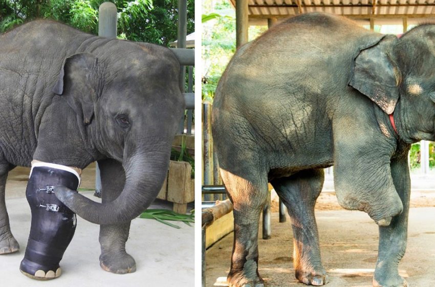  Baby elephant gets prosthetic leg after losing leg to a mine