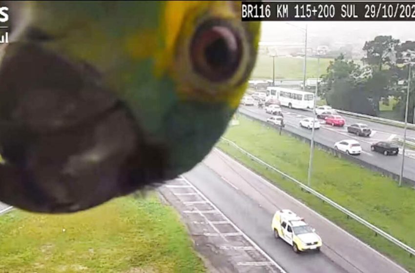  A parrot suddenly appeared on a traffic camera