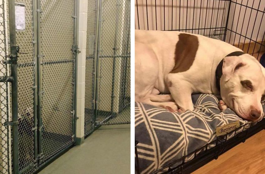  The last dog left at the shelter is finally adopted, he smiles when he realizes that he is at home