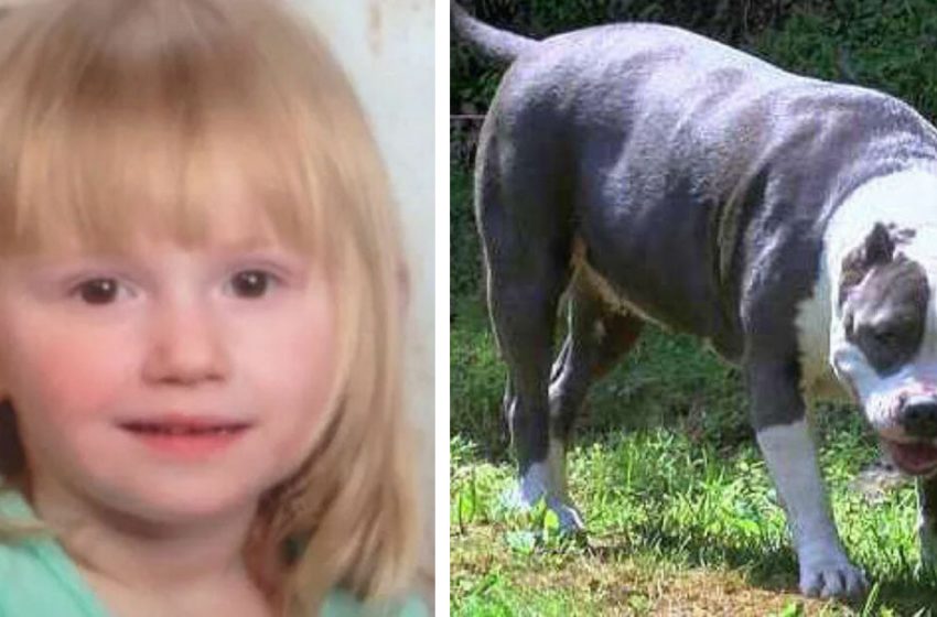  Neighbor opens the door and sees a baby missing for two days, who is guarded by a pitbull