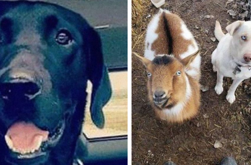  The lost dog returns home with two new buddies he made along the way
