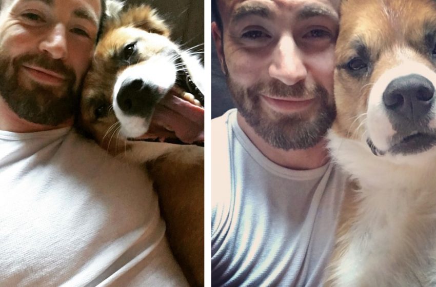  Chris Evans says adopting his dog Dodger was ‘the best decision of my life