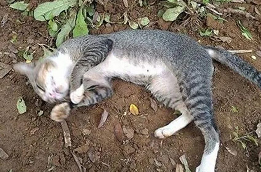  A grieving cat has been visiting his owner’s grave every day for a year now and refuses to leave