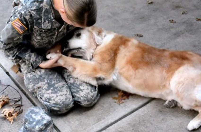  The old dog was very happy about the return of the owner from military service after several months of separation