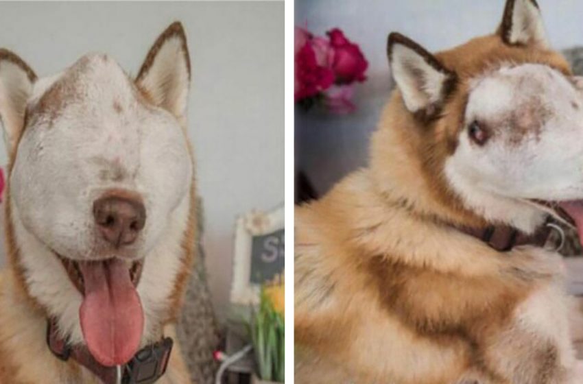  The dog has a massive, incurable tumor on his face, but rescuers still see its beauty