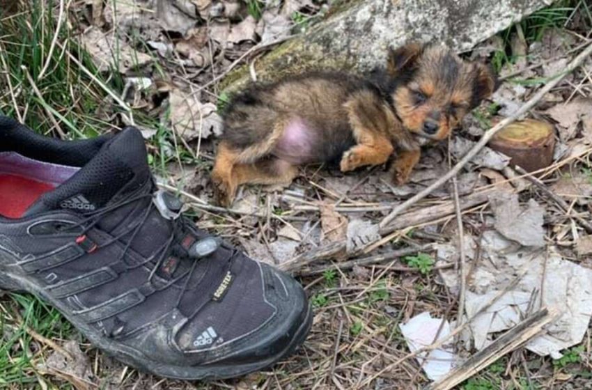  The guy found a puppy living in the shoe and gave him a new chance to live.