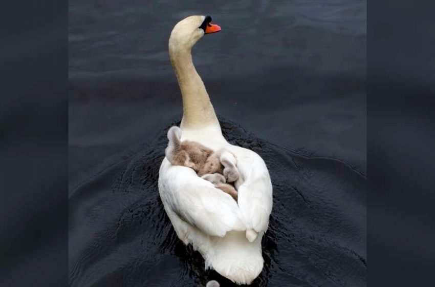  Swan hero dad raises his children after mom’s death