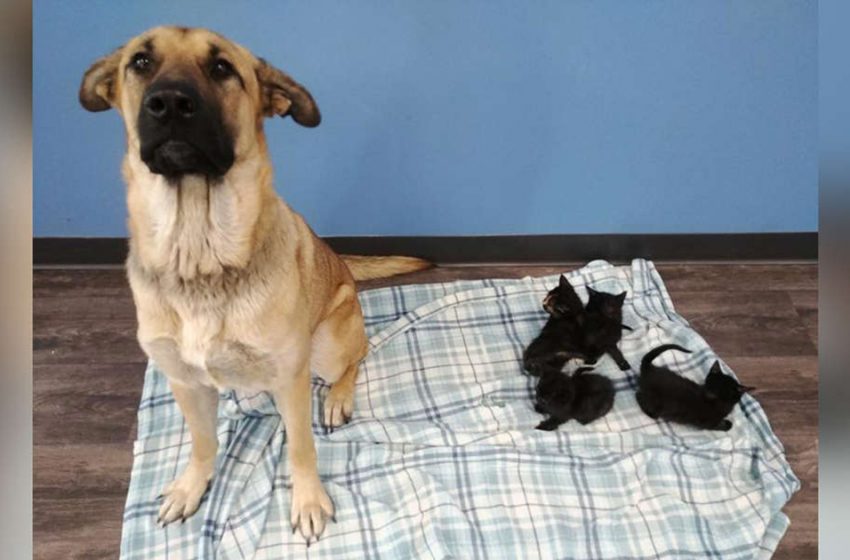  Stray dog found in the snow with orphaned kittens