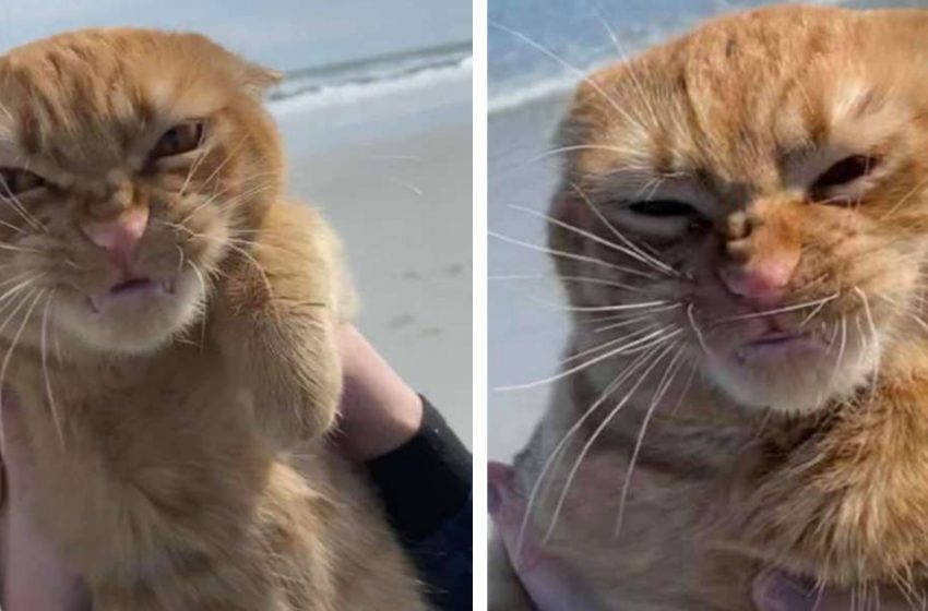  The cat goes to the beach for the first time and has strong opinion about it