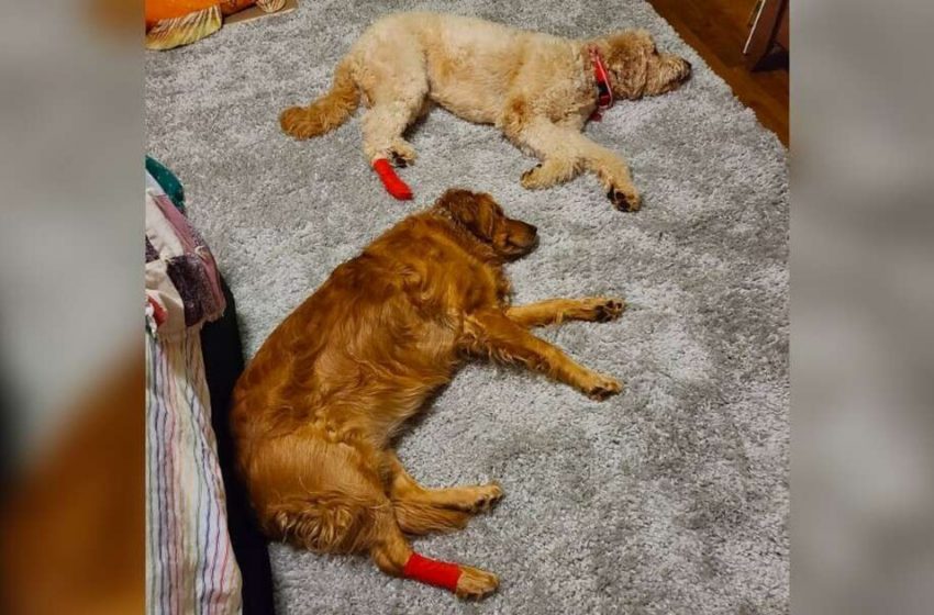  Jealous dog feigned injury after brother injured his paw