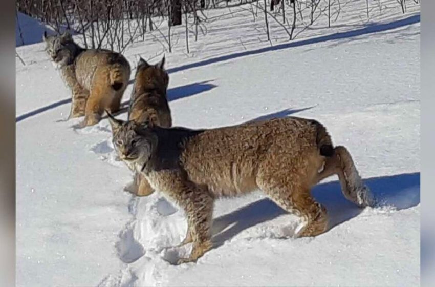  The couple have a breathtaking encounter with a group of majestic wild cats