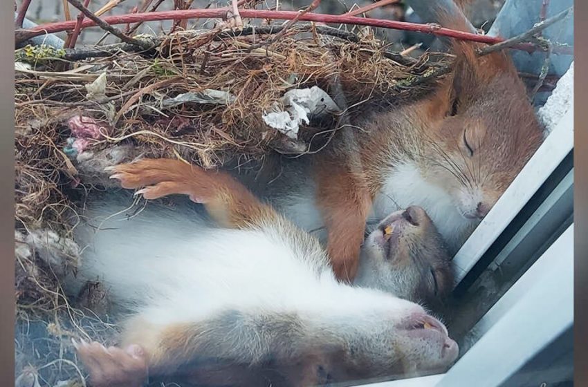  The guy noticed the most adorable little squirrels napping right outside his window