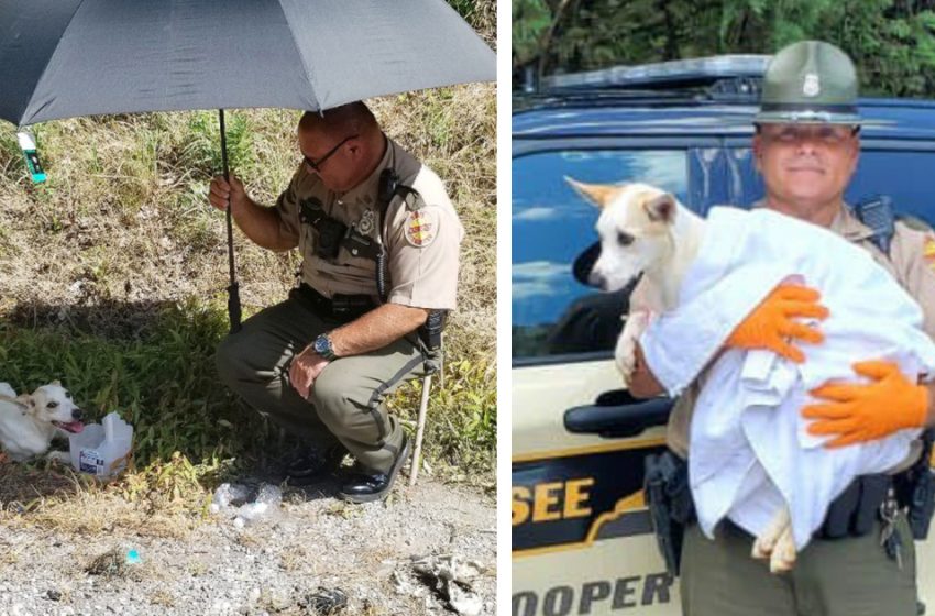  A trooper saves a dog on the side of the road from the scorching heat, then gives it a home