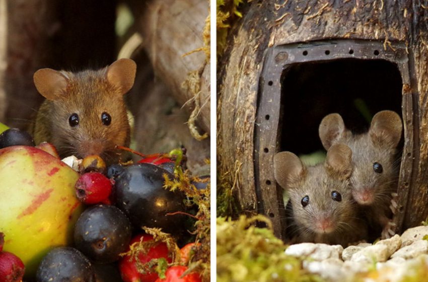  A man creates a small village in his garden for a family of mice