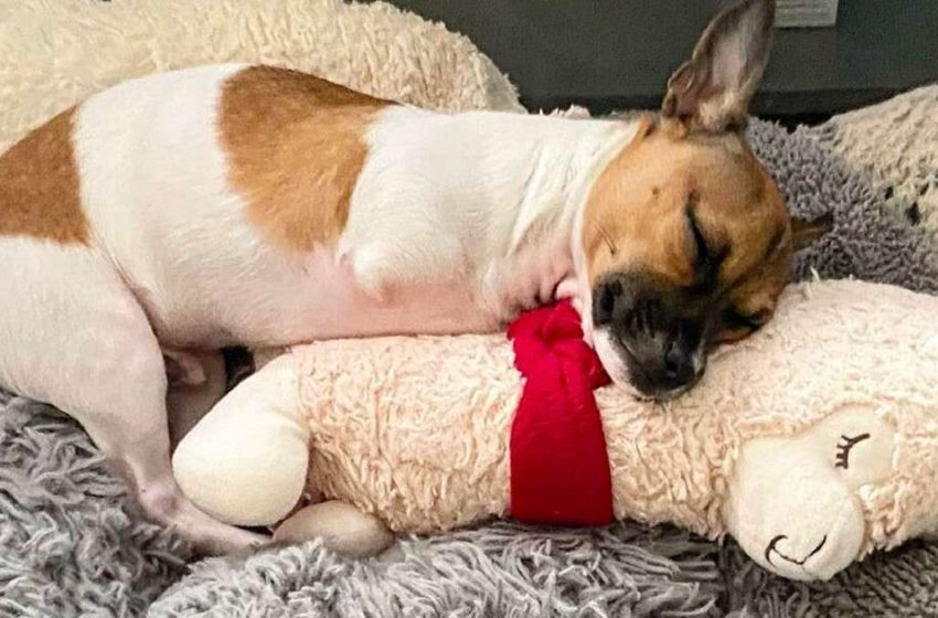  The disabled dog in the shelter loves to cuddle his favorite toys