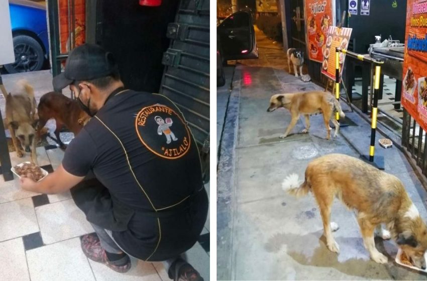  The restaurant owner treats the stray dogs with free meal