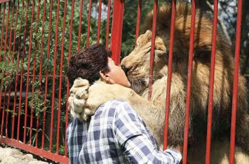  The poor lion had a touching farewell with his beloved rescuer