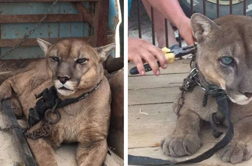 The poor lion was finally rescued after being chained for 20 years