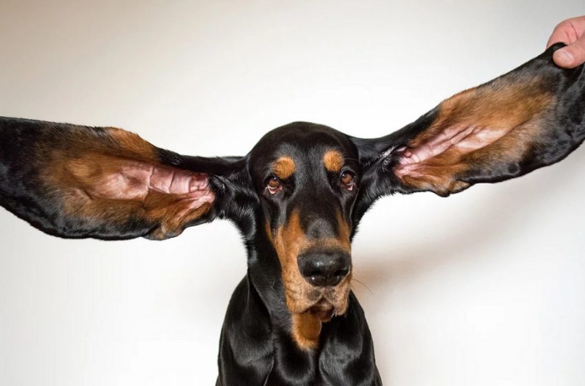  This dog gained the Word Guiness Record for his long ears