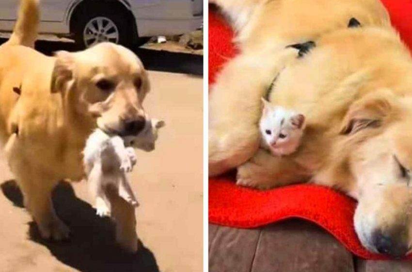  Golden Retriever saved a little kitten by bringing him home and caring about him