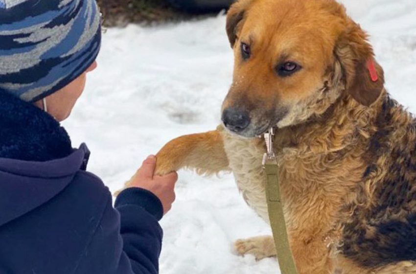  The homeless dog finally gained chance to live happily