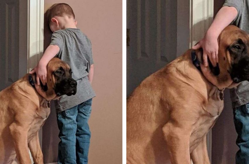  The adorable moment when the loyal dog stands by his friend’s side in his «hard» time