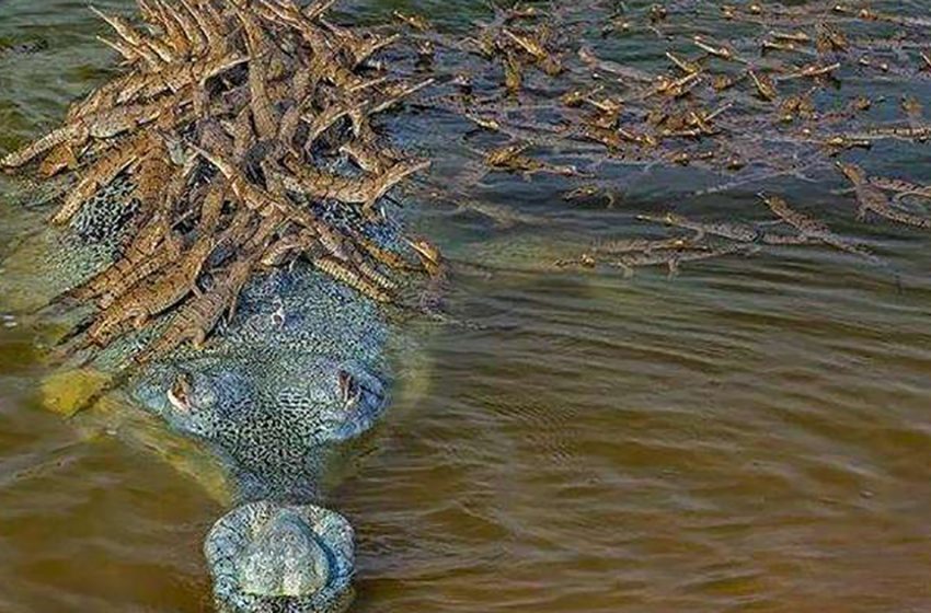  The adorable picture of the crocodile carrying his babies on his back became famous around the world