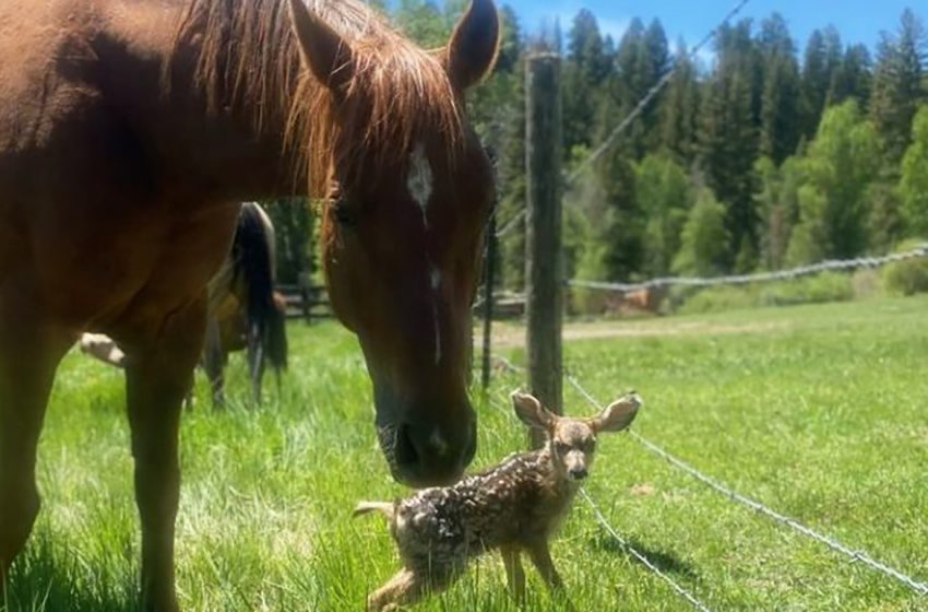  The caring horses looked after a tiny deer during the time her mother was away for bringing food