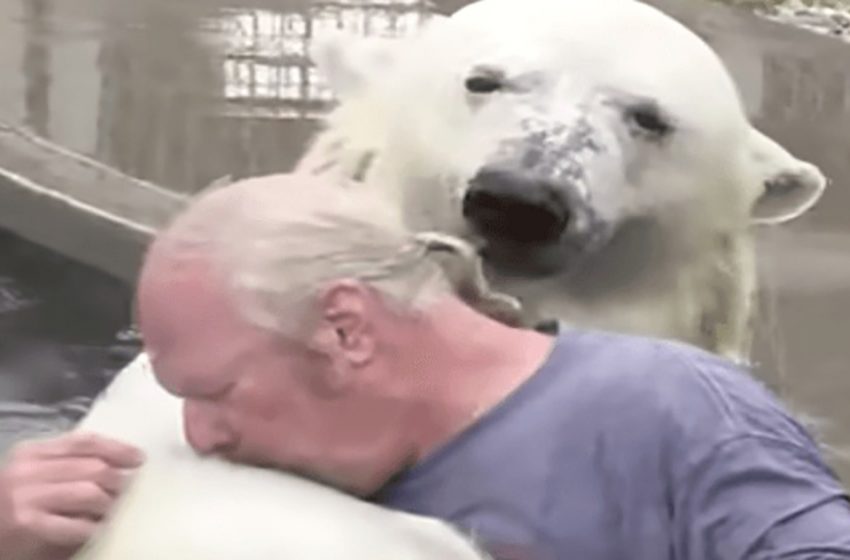  The man swims with his incredible bear whome he raised for about 20 years