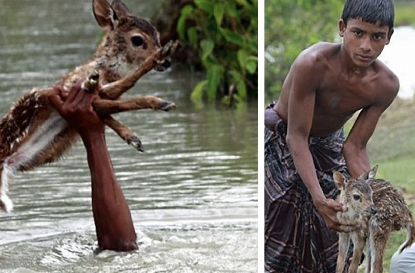  Bewildering bravery of boy who gambled his life to spare child deer in Bangladesh waterway by holding it over seething floodwaters