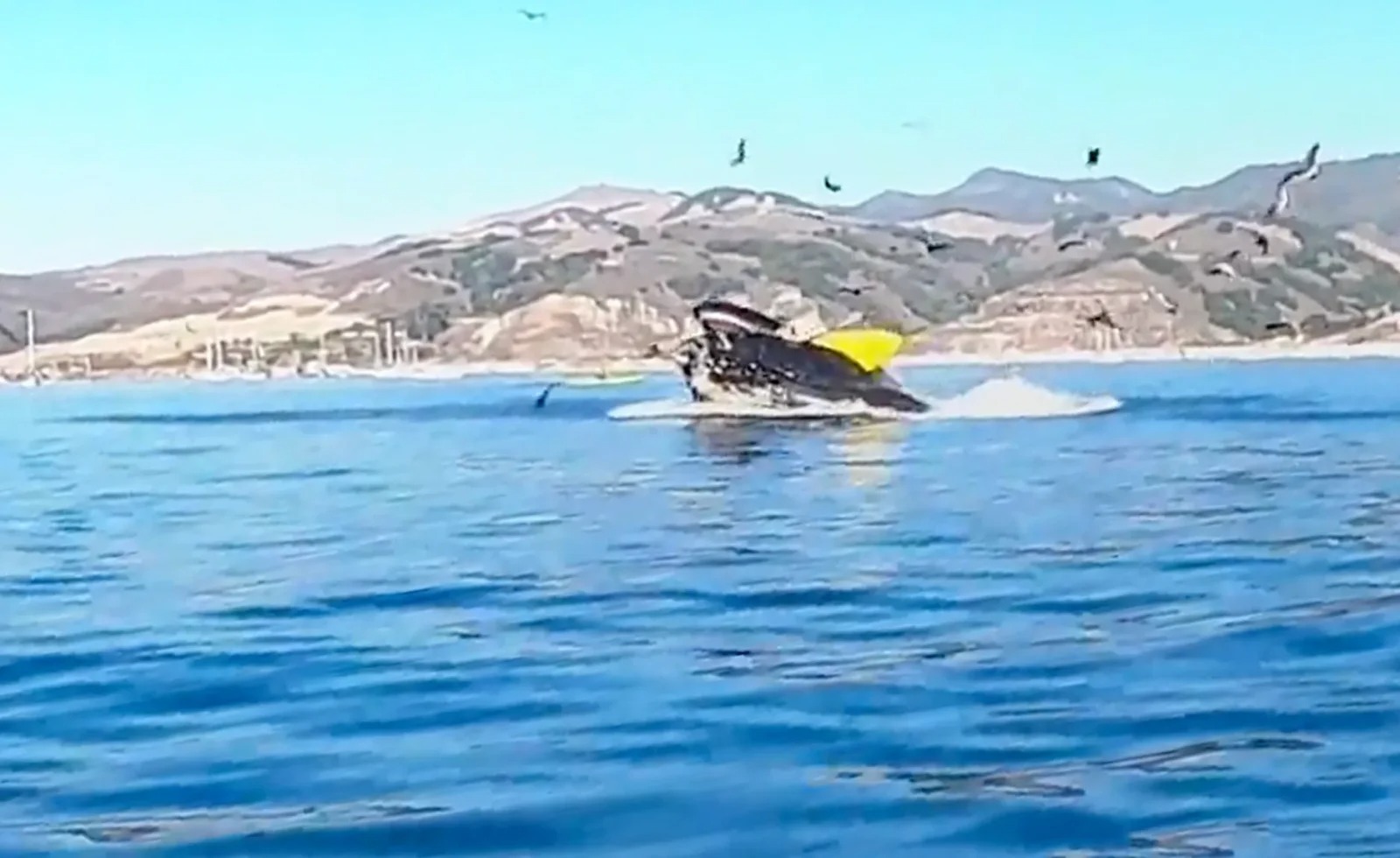Impressive footage shows a humpback whale sucking two kayakers down its