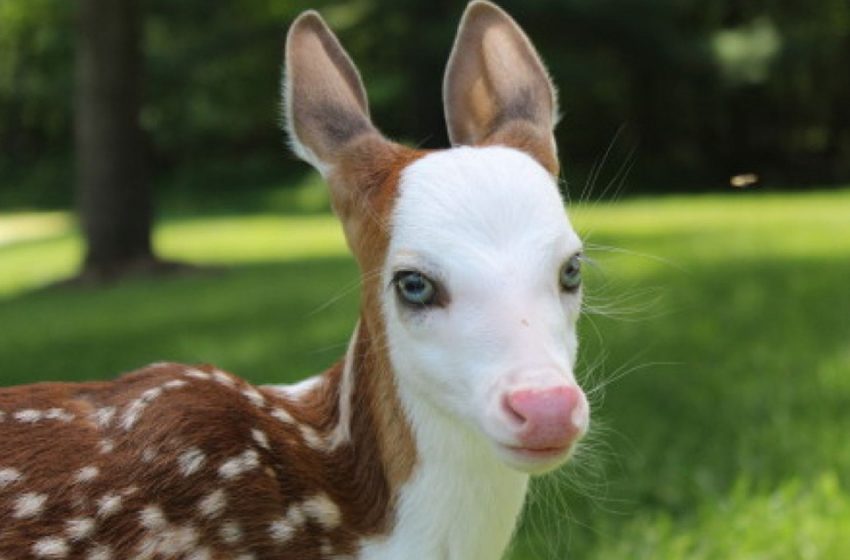  A Uncommon White Confronted Grovel Who Was Surrendered By His Mother At Birth Finds Joy At An Creature Cultivate