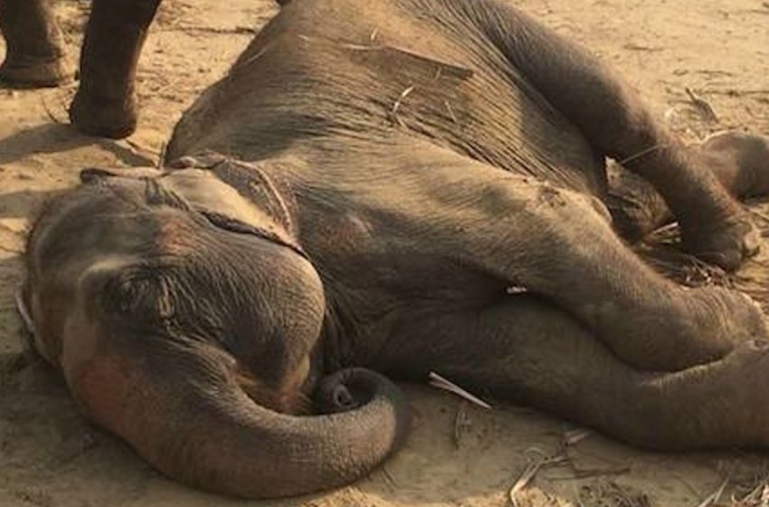  Elephant Collapses With Delight After Learning She Is At long last Free After 50 A long time Within The Circus