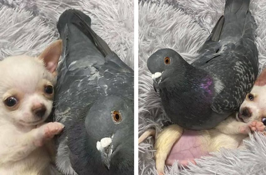  Pigeon who can’t fly and chihuahua who can’t walk ended up best companions and won the web