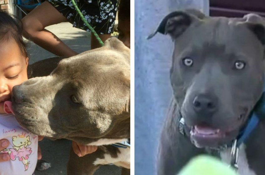  Courageous pit bull drags 7-month-old sister by diaper out of house fire and spares her life