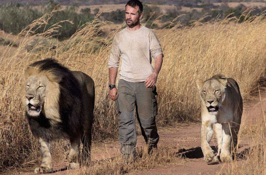  Emotional footage shows a man meeting the lions he rescued after 7 years of separation