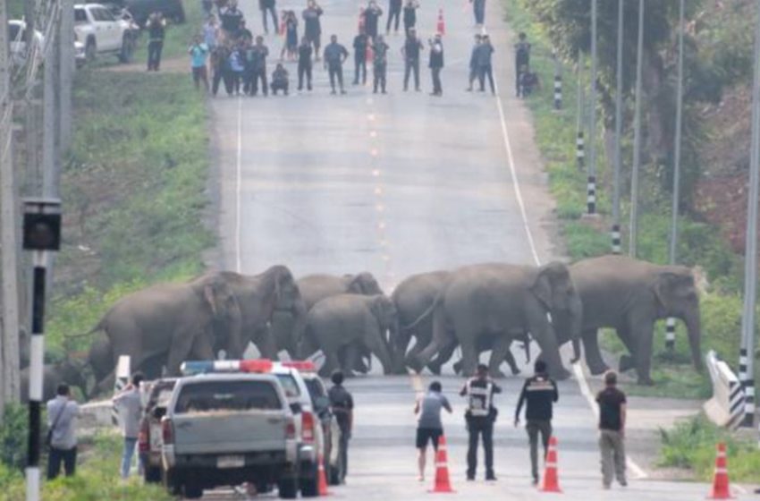  Camera captures group of 50 elephants casually crossing a street in Thailand