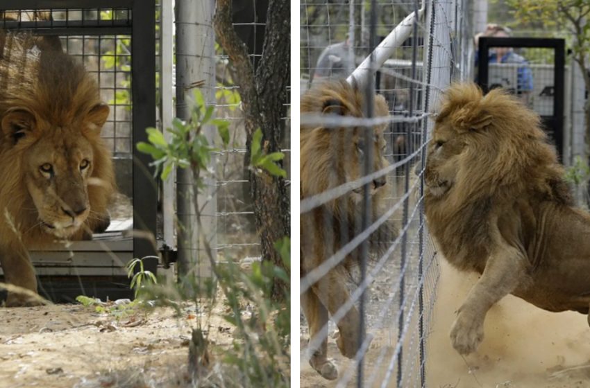  33 Circus Lions Were Transported To A Asylum In South Africa After Living A Life Of Anguish