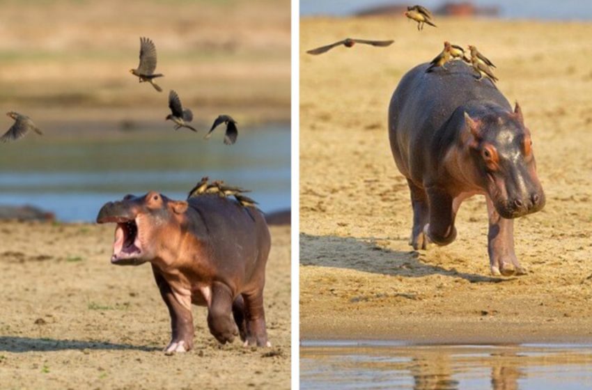  An extremely amusing scene of the baby hippo trying to get rid of the bothering birds