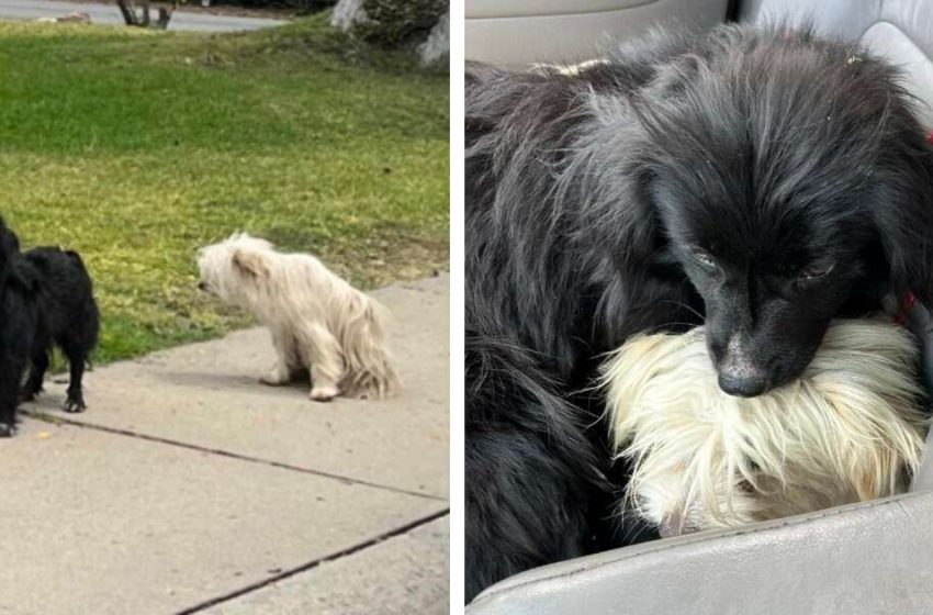  The two dogs were like siblings and didn’t want to be separated when being rescued